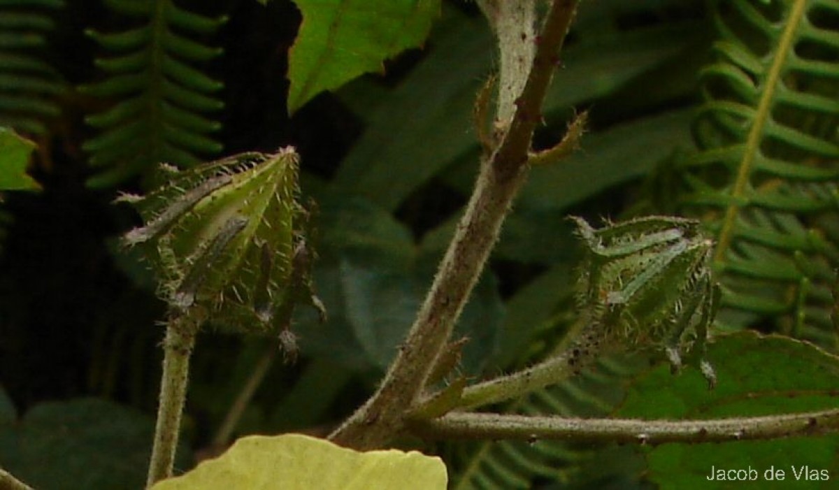 Hibiscus hispidissimus Griff.